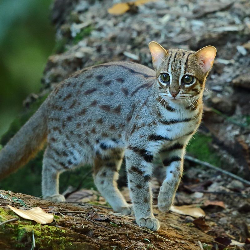 Rusty-Spotted Cat