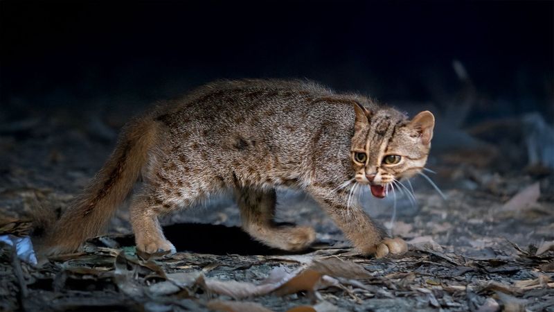 Rusty-spotted Cat (Prionailurus rubiginosus)