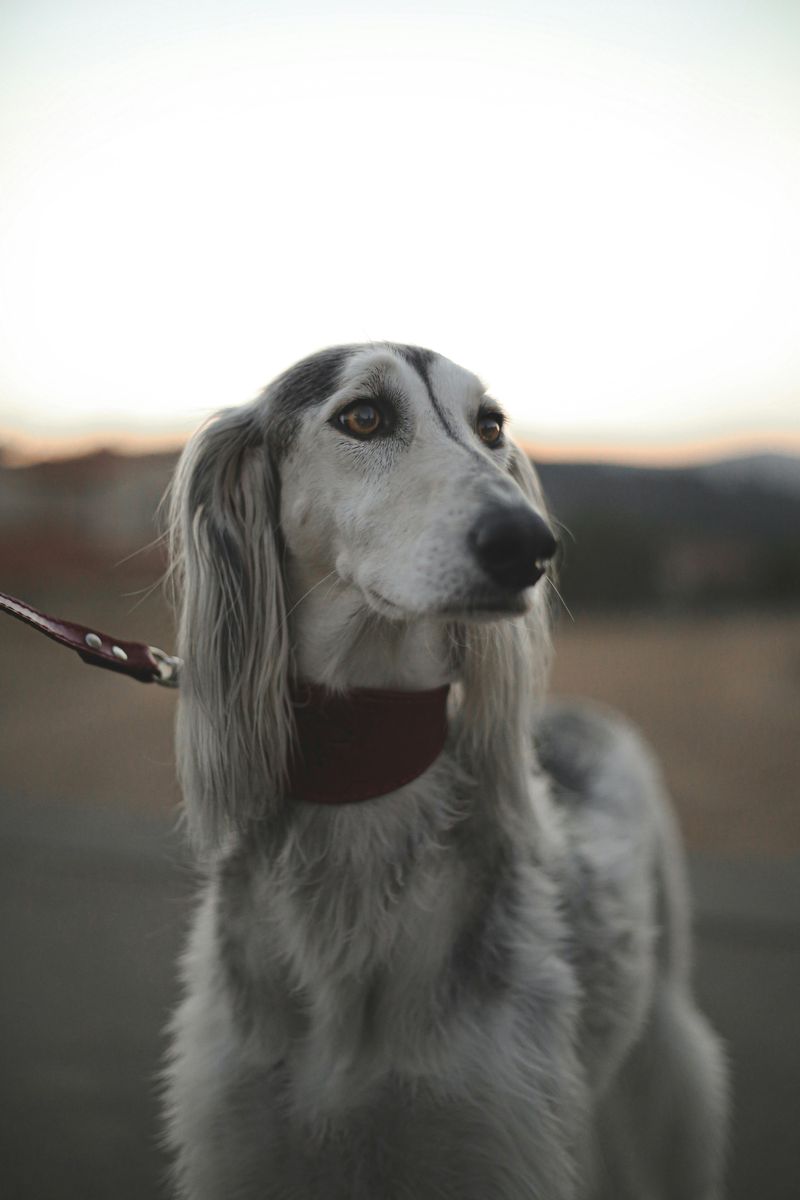 Saluki