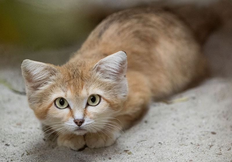 Sand Cat