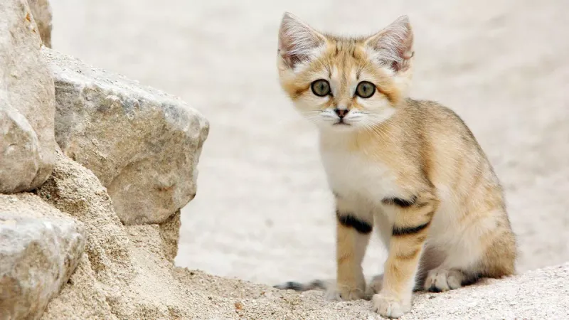 Sand Cat