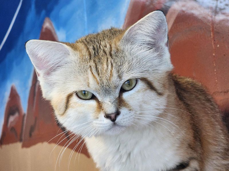 Sand Cat