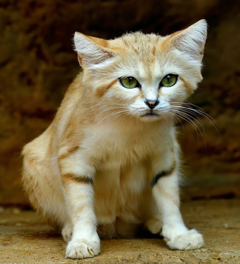 Sand Cat