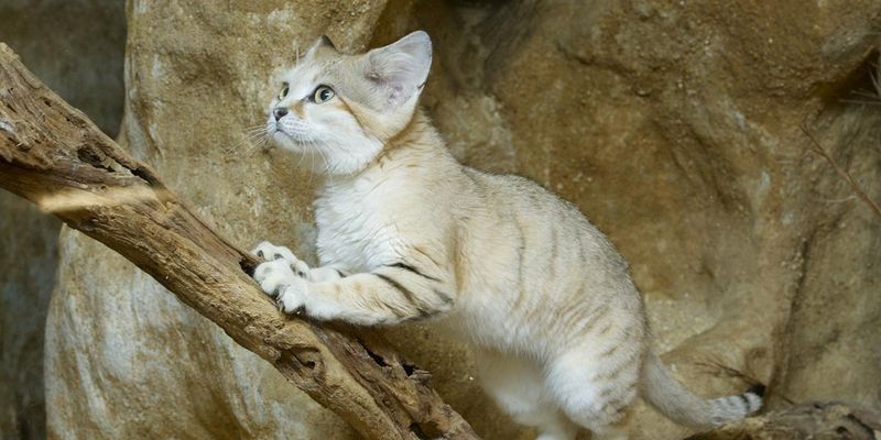 Sand Cat