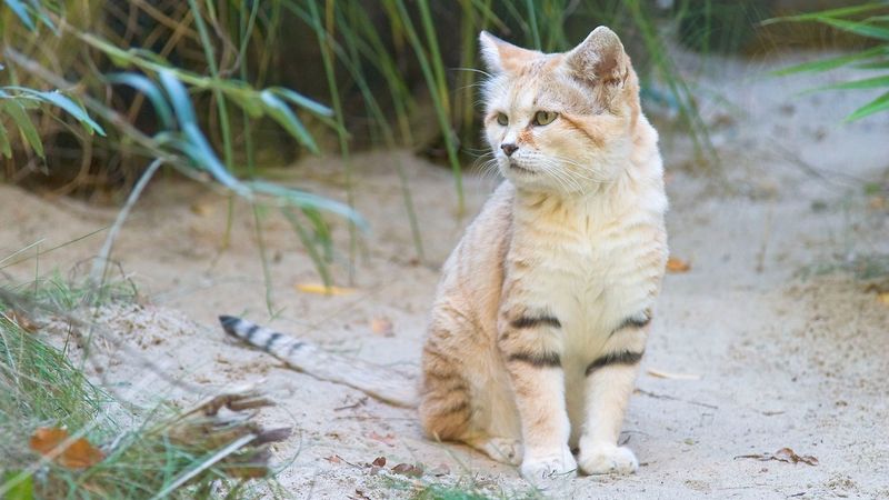 Sand Cat (Felis margarita)