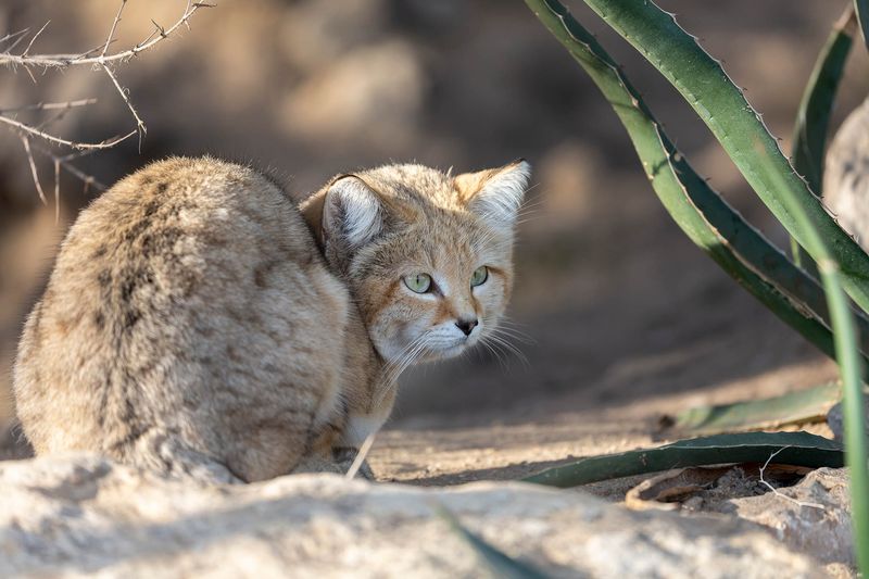 Sand Cat (Felis margarita)