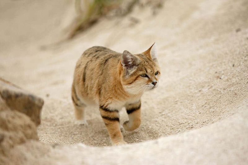 Sand Cat (Felis margarita) – North Africa & Central Asia