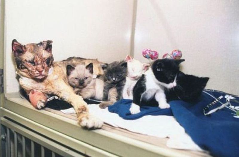 Scarlett – The Hero Cat Who Saved Her Kittens