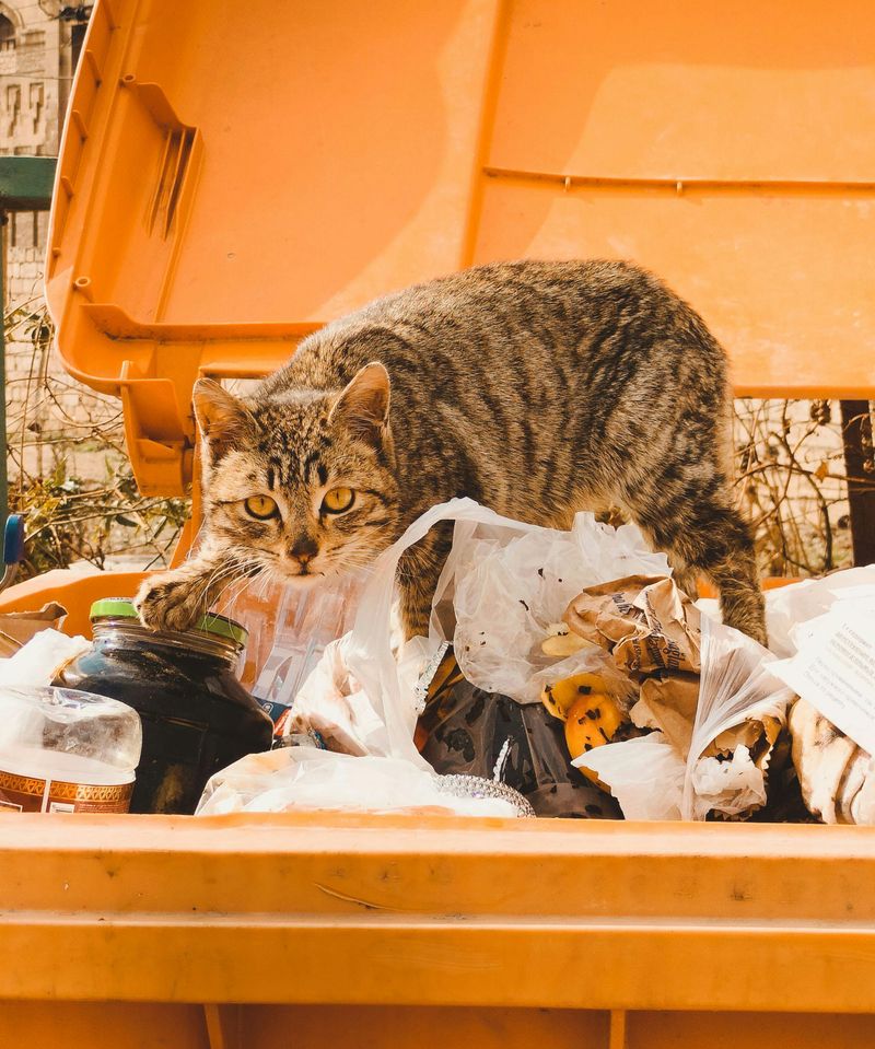 Scavenging for Food