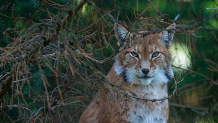 Scent, Scratches, and Sounds 15 Ways Wild Cats Mark Their Territory