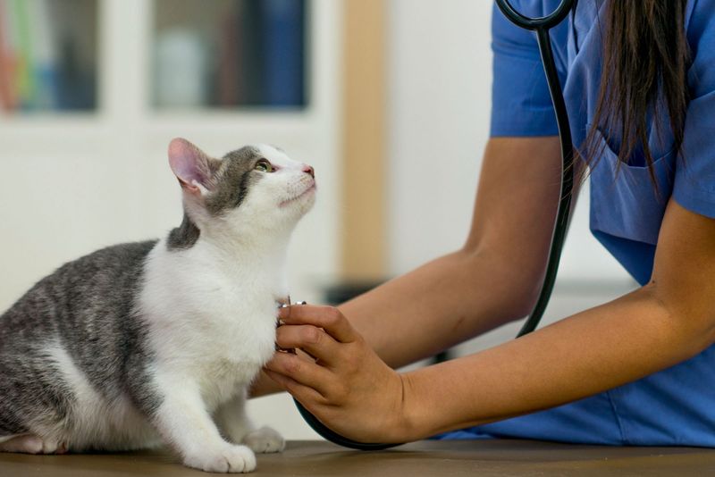 Schedule Regular Vet Visits