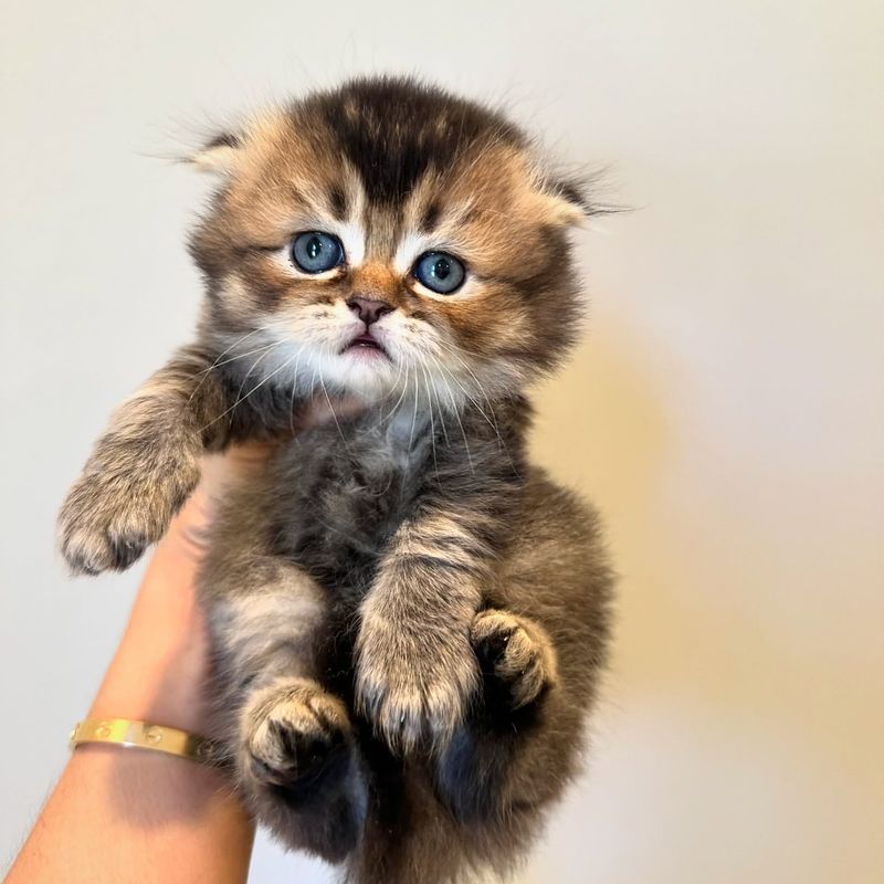 Scottish Fold