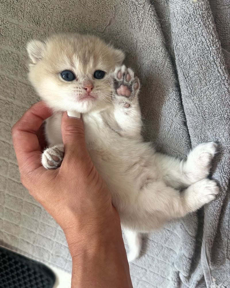 Scottish Fold