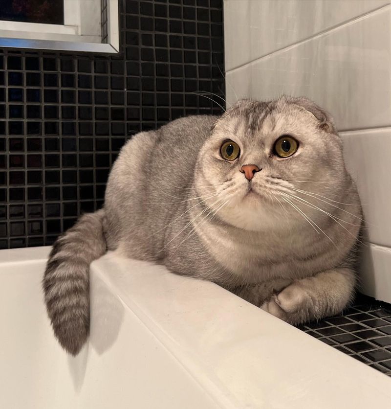 Scottish Fold