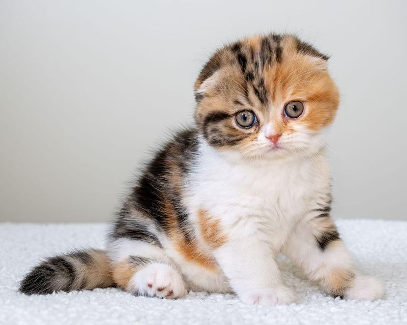 Scottish Fold