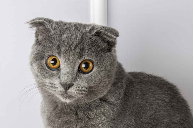 Scottish Fold