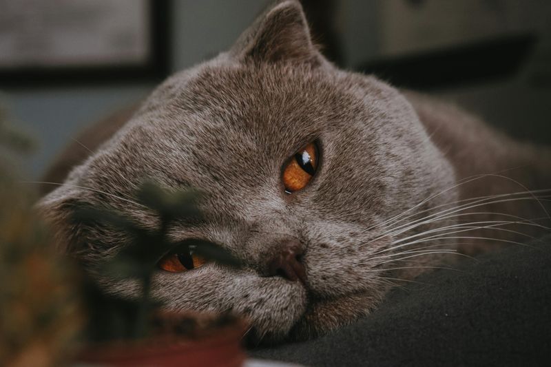 Scottish Fold