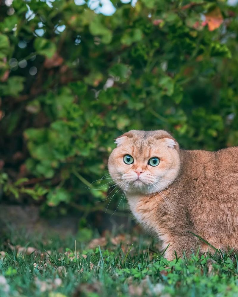 Scottish Fold