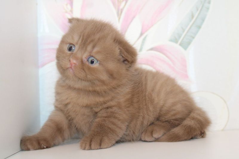 Scottish Fold