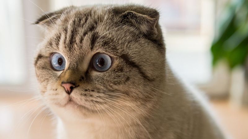 Scottish Fold