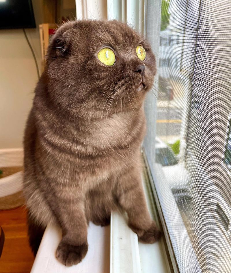 Scottish Fold