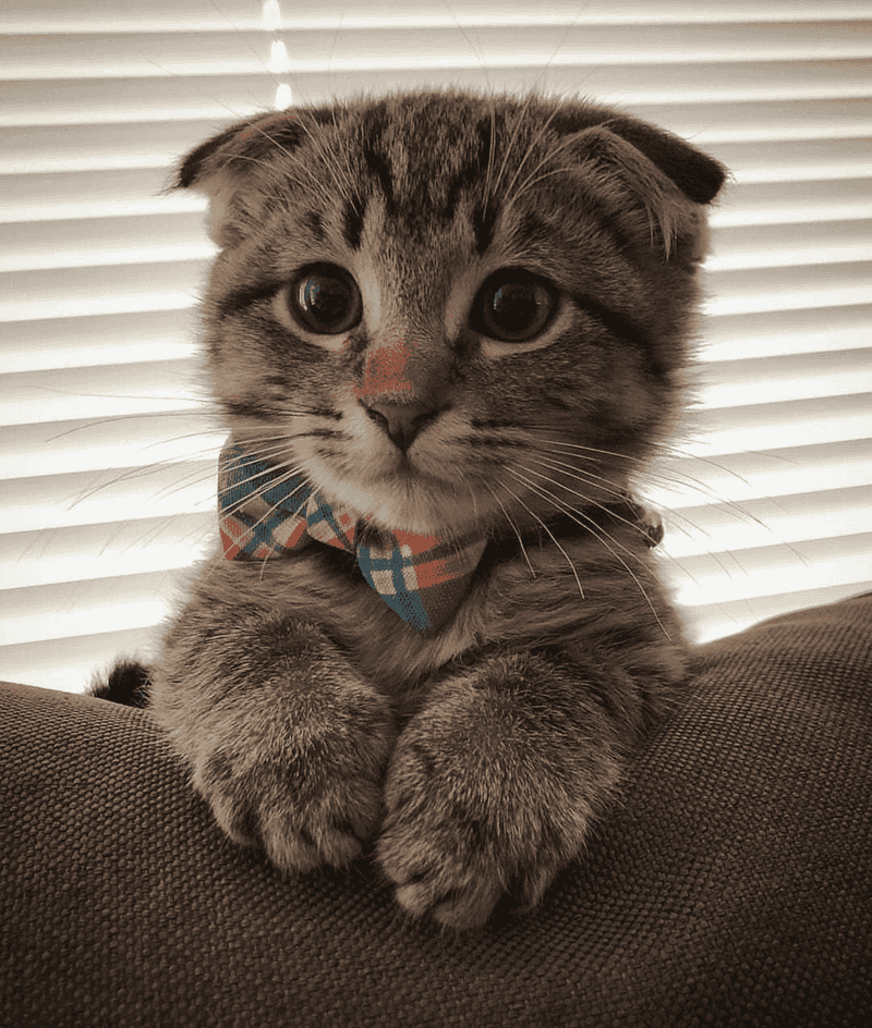 Scottish Fold