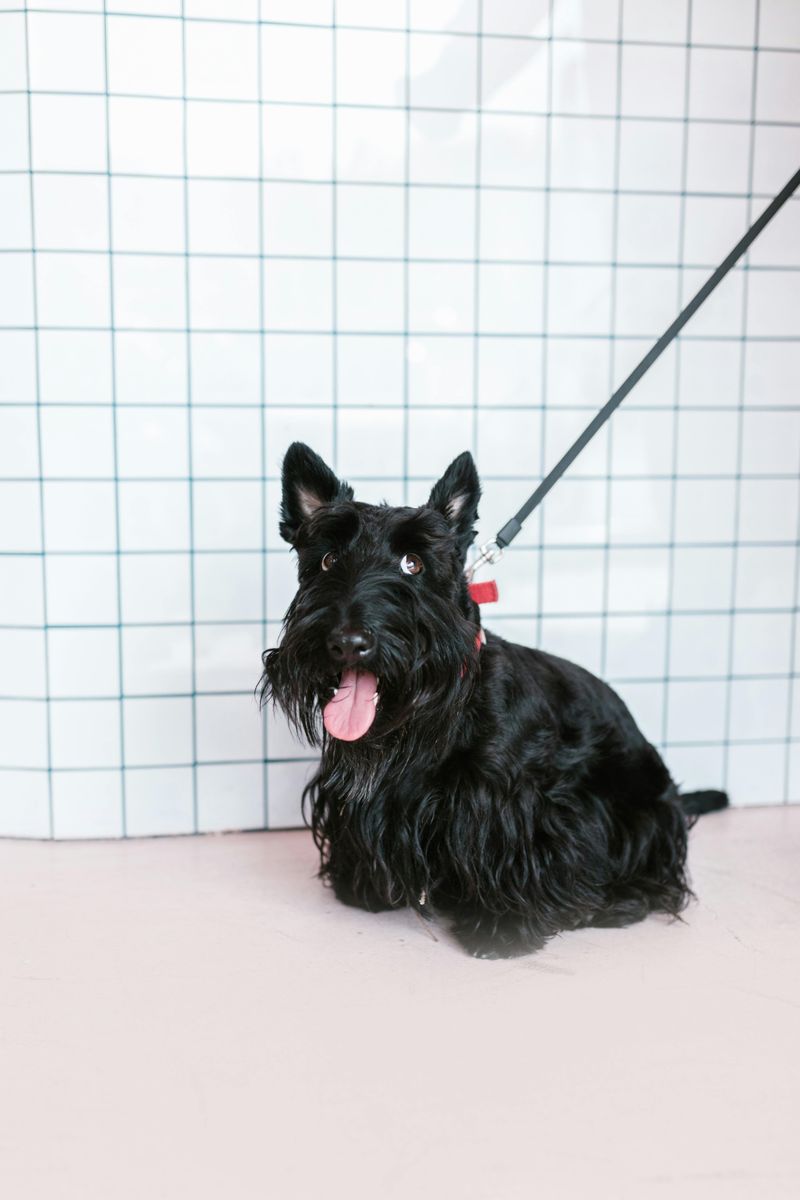 Scottish Terrier