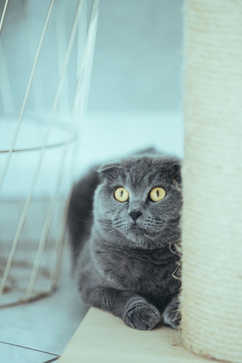 Scratching Furniture Despite Having a Scratching Post