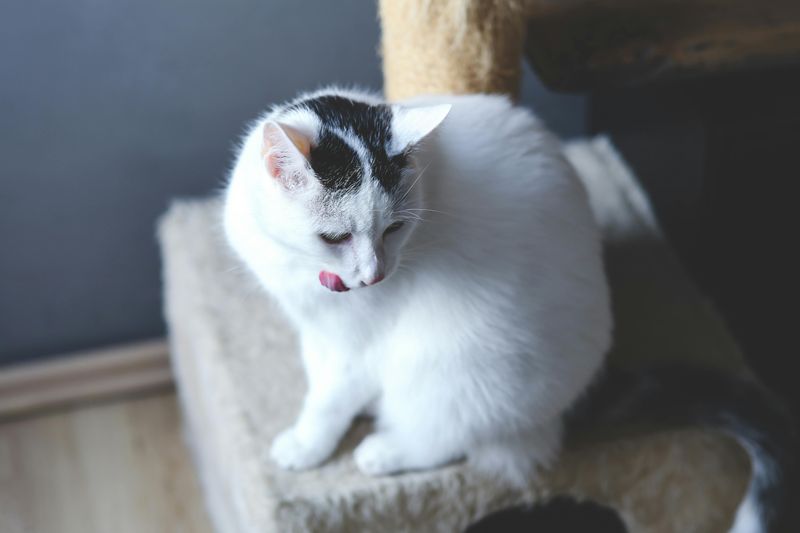 Scratching Posts & Toys