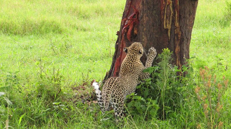 Scratching Trees