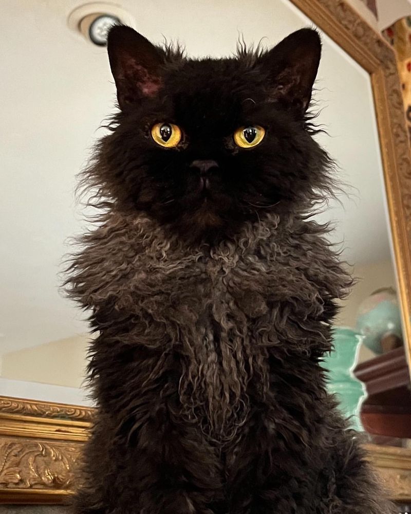 Selkirk Rex