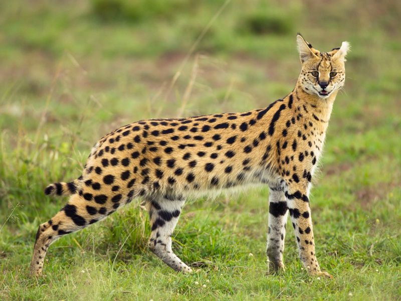 Serval