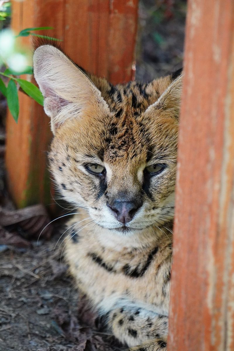 Serval