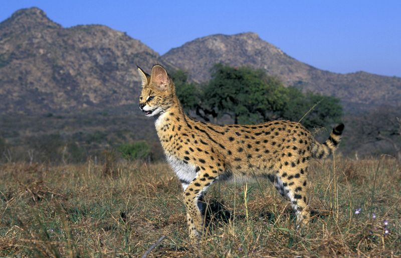 Serval