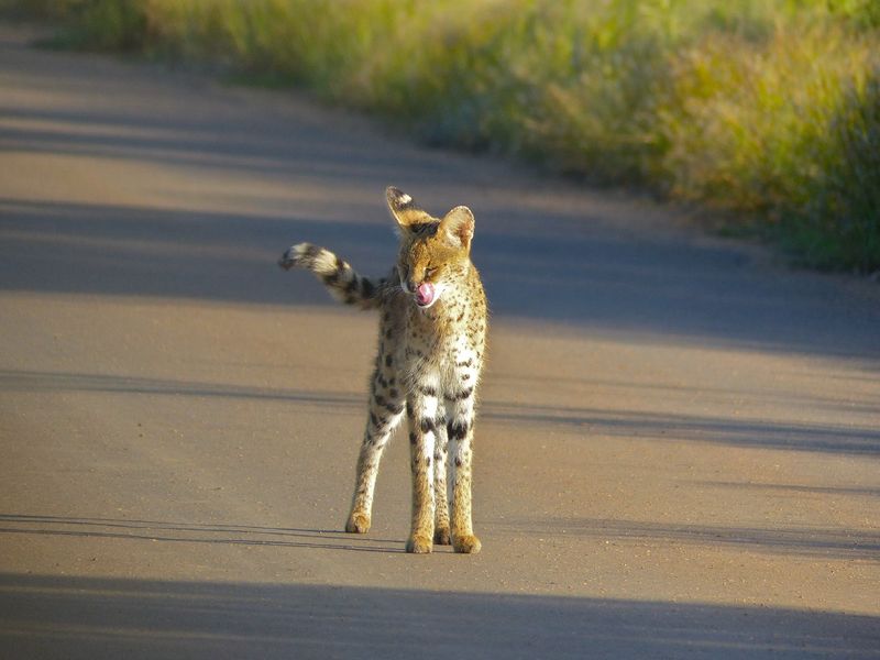 Serval (Leptailurus serval)