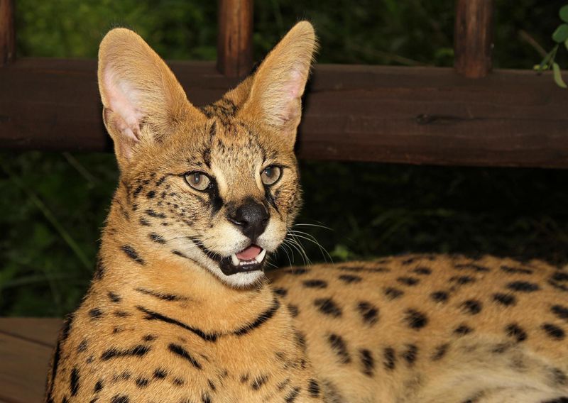 Serval (Leptailurus serval)