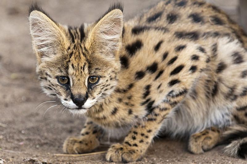 Servals Have a Wide Vocal Range