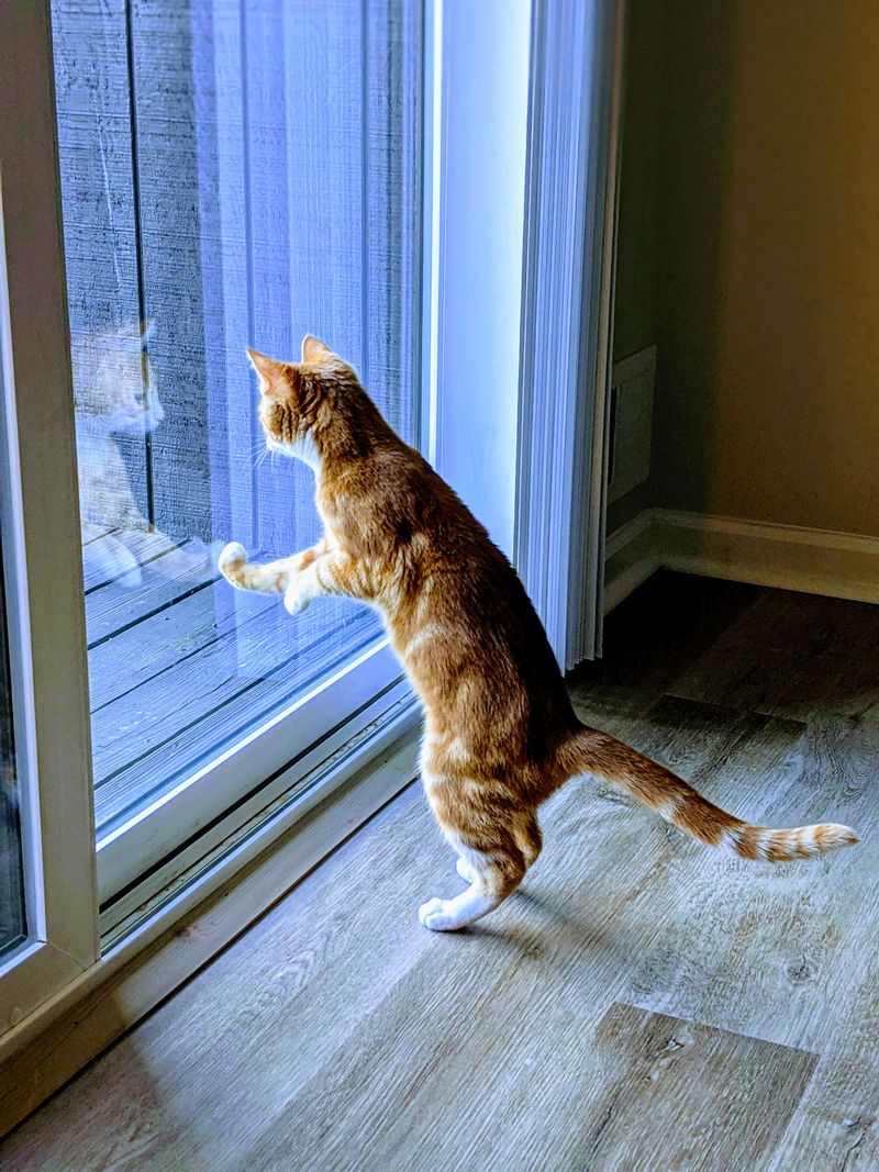 Set Up Window Perches for Bird Watching