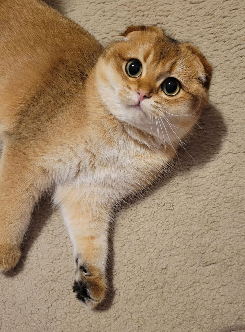 Shaded Golden Scottish Fold