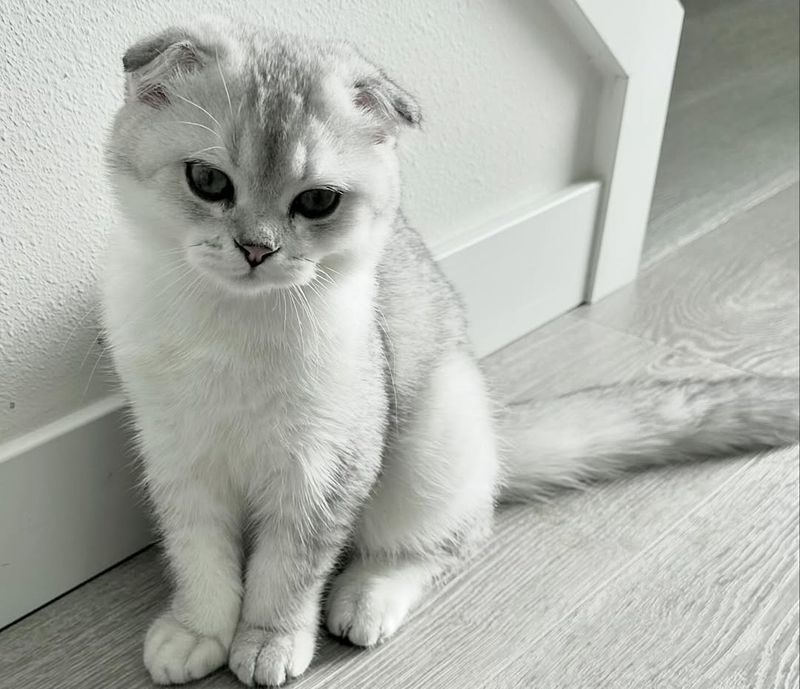 Shaded Silver Scottish Fold