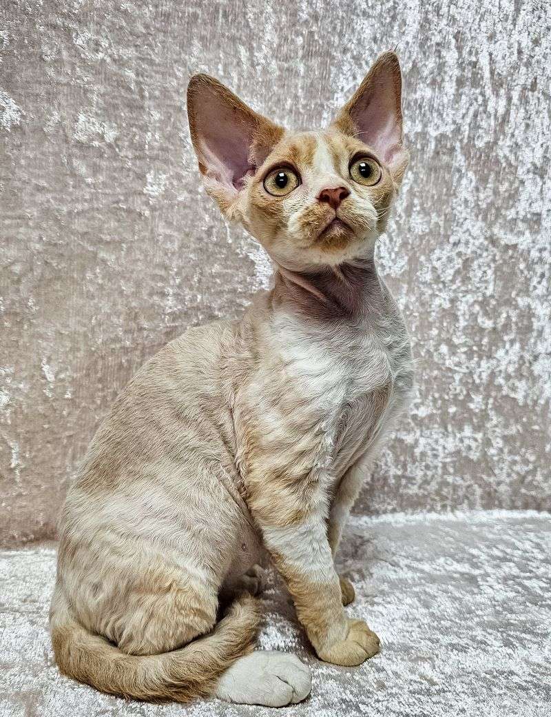 Shaded and Shell (Chinchilla) Cornish Rex