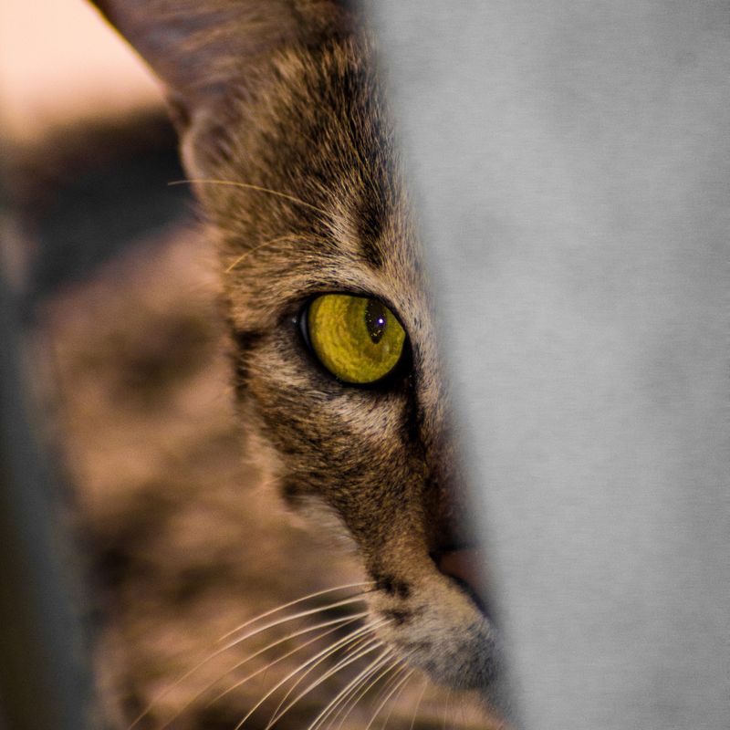 Sharp Vision