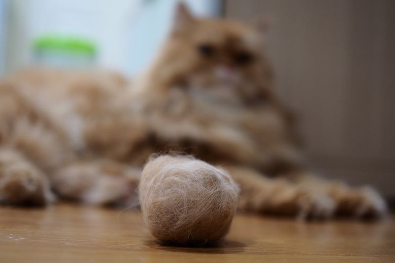 Shedding and Hairballs