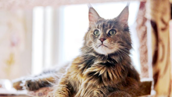 Should You Get a Maine Coon? Check Out These 16 Pros and Cons