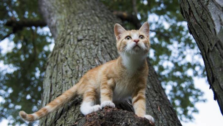 Should You Let Your Indoor Cat Experience the Outdoors? 20 Pros and Cons