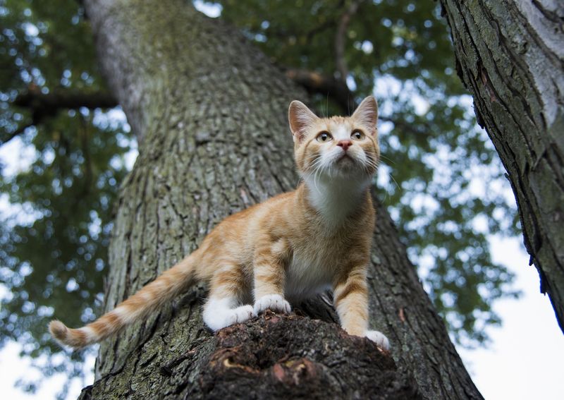 Should cats be allowed outside unsupervised?