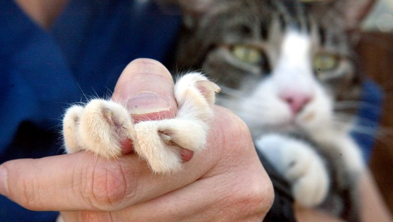 Should cats be declawed?