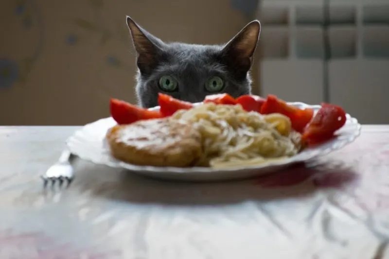 Should cats be given human food?