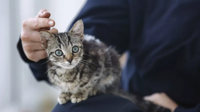 Should cats be kept as solo pets or do they need companions?