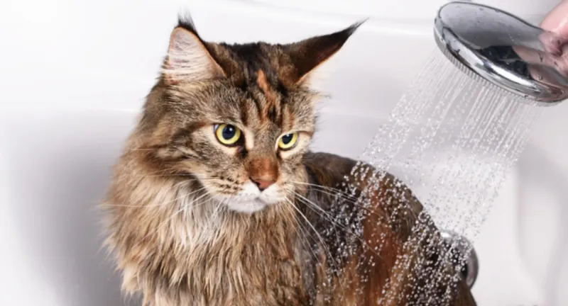 Should you bathe your cat regularly?